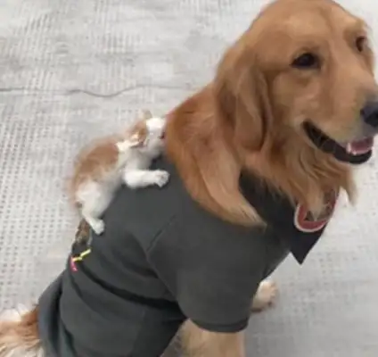A woman with a golden puppy and a little baby on her body