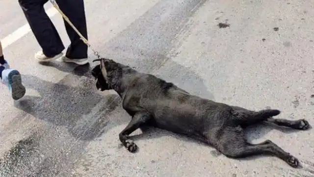 To get a deal as soon as possible, the owner drags Labrador to his mouth, spitting in his mouth: It's cheating