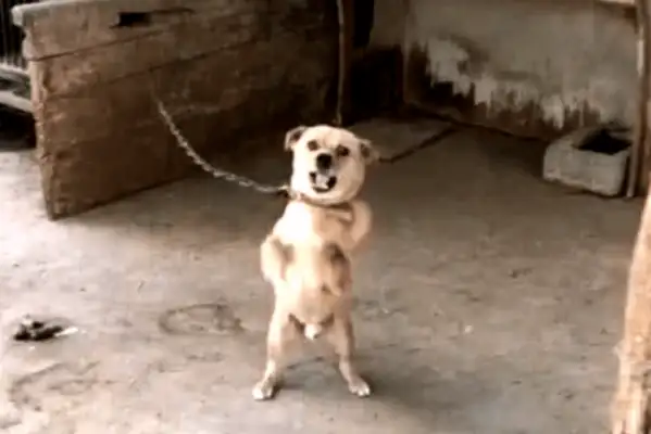 The little doggie broke it up. The owner said he'd sell it to the lamb shop. The dog's reaction was funny