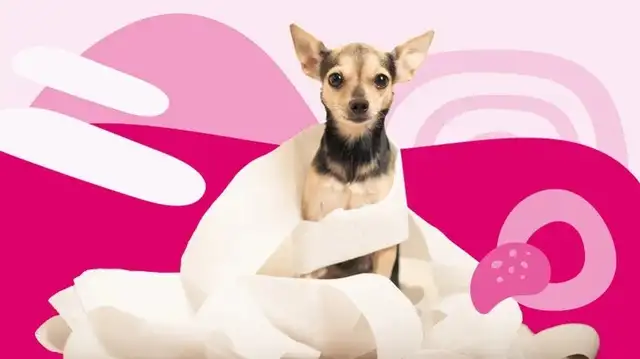 Dog constipation: causes, symptoms and treatment