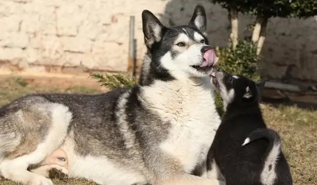 It's the best of the four dogs in the nursing home. The last one is the most popular