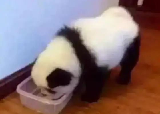 The dog looked like a panda and was visited by the police。