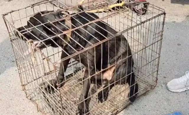 The woman put the pig and the five dogs together, and then four years later she realized she was going in the wrong direction