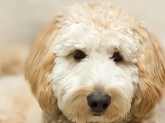 Why is Mother-in-law running out of kids because of pet dogs
