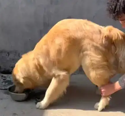 The golden hair that grew up eating dog food, went back to the village and fell in love with the leftovers