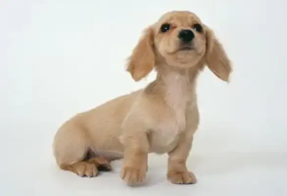 Why is Mother-in-law running out of kids because of pet dogs