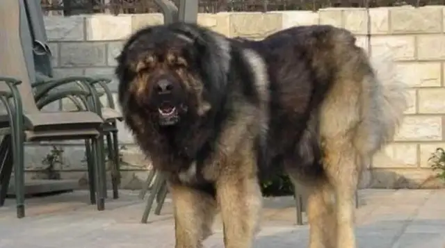 It's the best of the four dogs in the nursing home. The last one is the most popular
