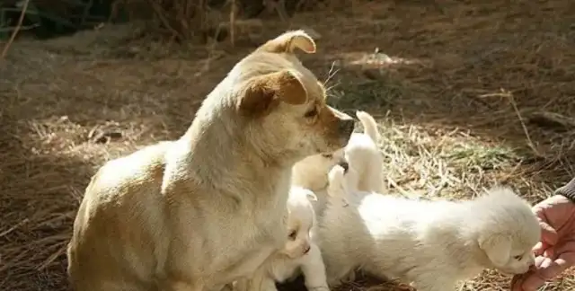 The stray dog brought the baby to humanity. Can you adopt it? It's too cold for me