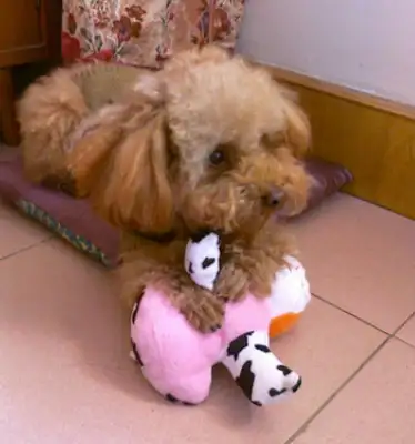 The master cut off the dog's legs to watch the house