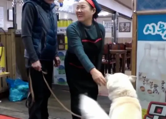 The dog who eats Jai-fu in the temple, sneaks down the mountain for four years and does all this..