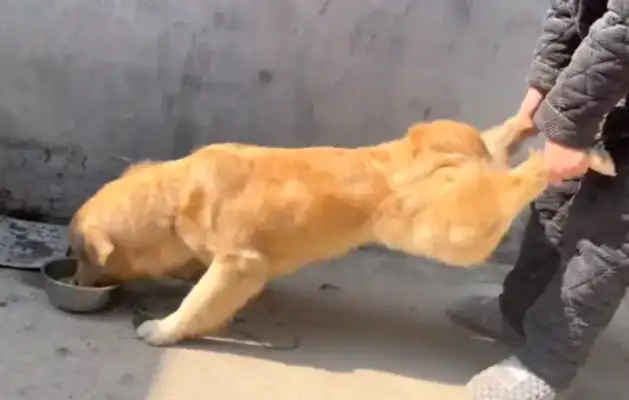 The golden hair that grew up eating dog food, went back to the village and fell in love with the leftovers