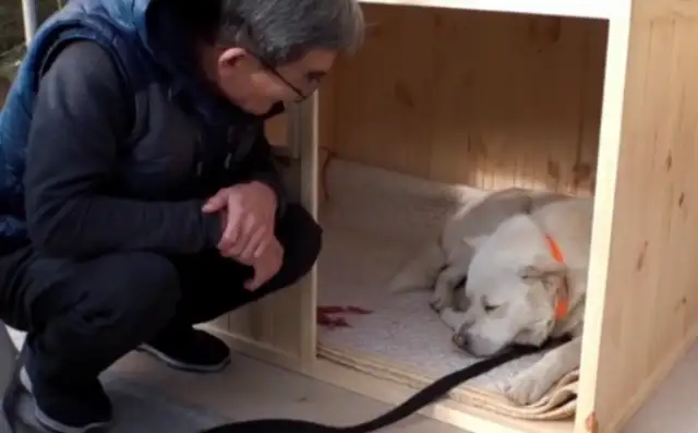 The dog who eats Jai-fu in the temple, sneaks down the mountain for four years and does all this..