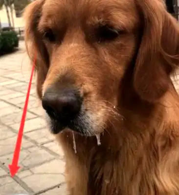 Eat a golden doggy for a yogurt, and the mouth drops down, and the house on the ground laughs