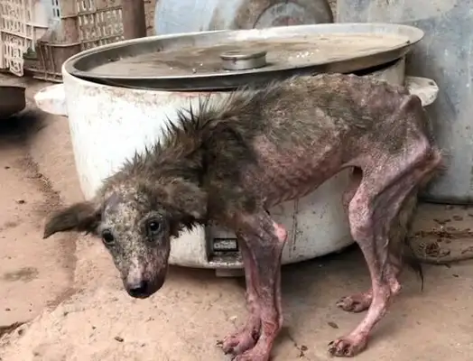 The sick stray dog broke into the yard and opened the door to his own happiness