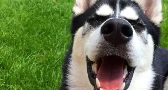 All dogs and Hastych are infected, not even the dogs