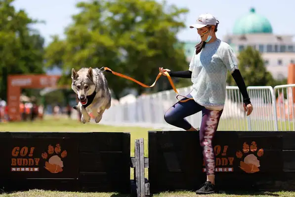 Dogs fighting for obstacles! Dog Buddy Warriors landing in Beijing
