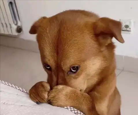The worst thing about a dog's life is fear