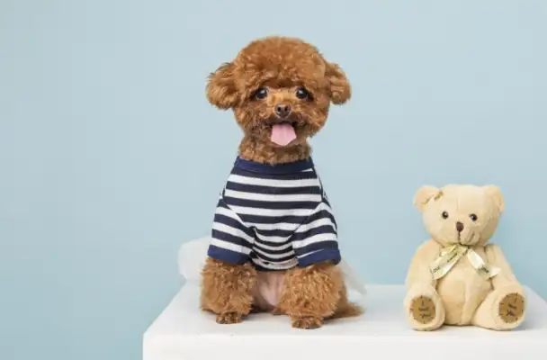 There's been an accident after Little Teddy left, and the girls can't control themselves when they hear the dog's tragedy