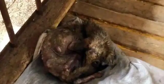 The sick stray dog broke into the yard and opened the door to his own happiness
