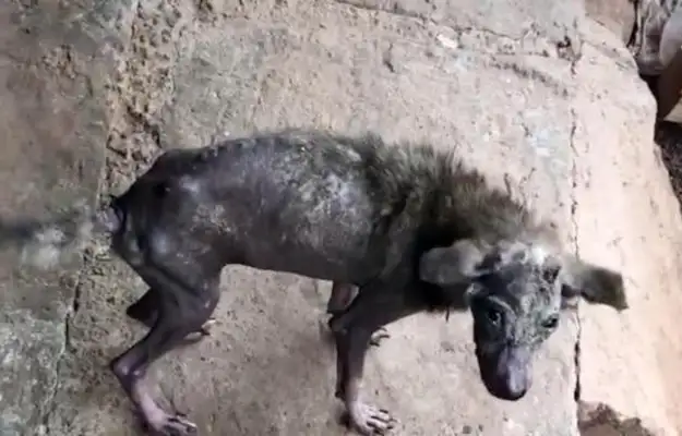 The sick stray dog broke into the yard and opened the door to his own happiness
