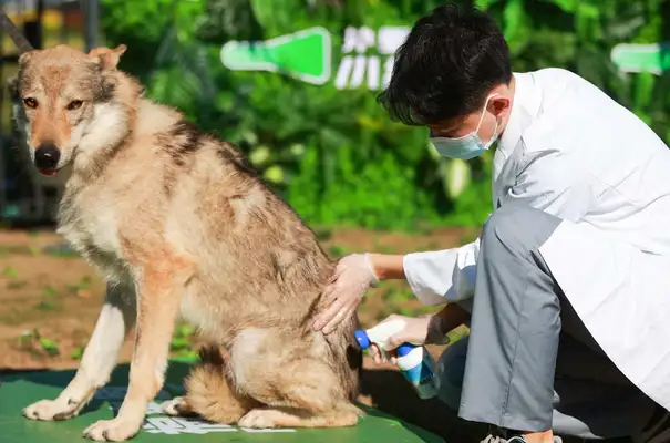 Dogs fighting for obstacles! Dog Buddy Warriors landing in Beijing