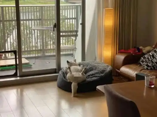 The netizens came home early and found the dog sleeping on the sofa on four feet