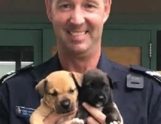 When the Queensland police were after criminals, they accidentally found two trapped little dogs