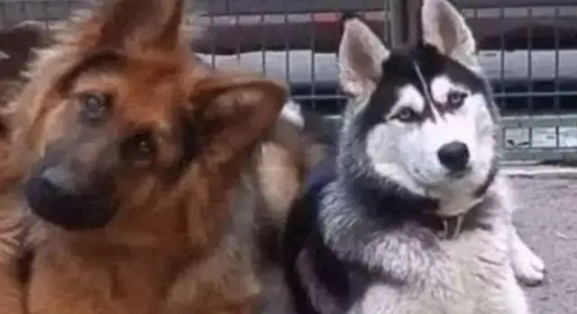 All dogs and Hastych are infected, not even the dogs