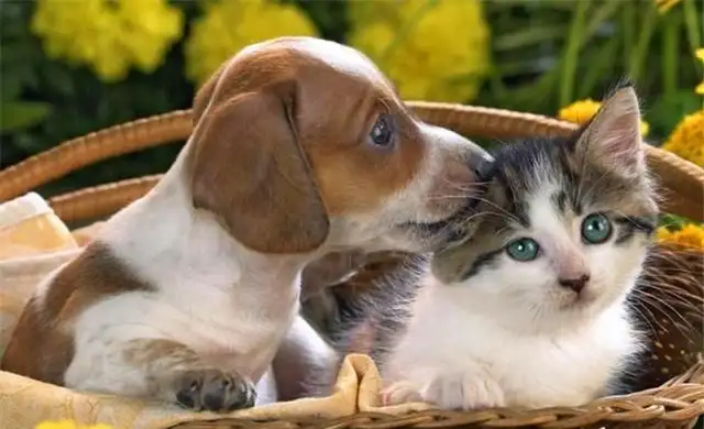 Five stray dogs surrounded a stray cat, and the Meow punches the dog