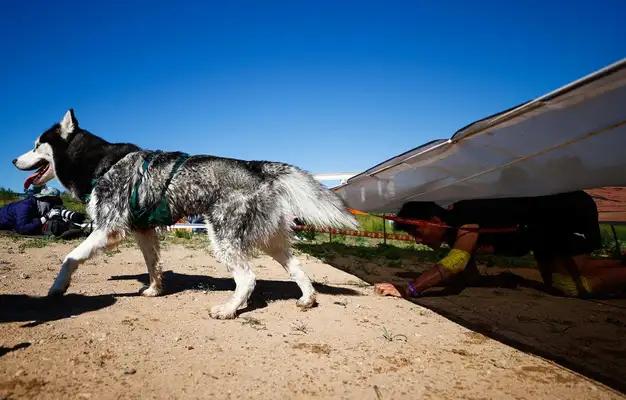 Dogs fighting for obstacles! Dog Buddy Warriors landing in Beijing