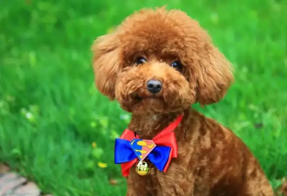 There's been an accident after Little Teddy left, and the girls can't control themselves when they hear the dog's tragedy