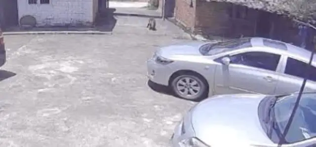 20-year-old dog ran away from home, and when the master saw the surveillance, he cried