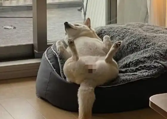 The netizens came home early and found the dog sleeping on the sofa on four feet