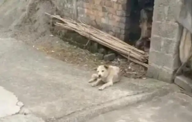 20-year-old dog ran away from home, and when the master saw the surveillance, he cried