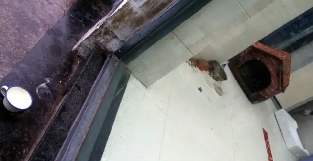 A STRAY DOG, "SHELTER" BANK, ATM, GAVE BIRTH TO FIVE DOG BABIES AND RECEIVED GENEROUS PUBLIC ASSISTANCE