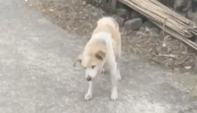 20-year-old dog ran away from home, and when the master saw the surveillance, he cried