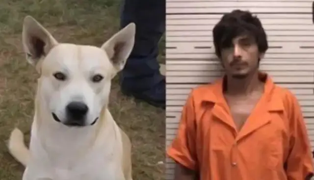 The drug dealer's evidence was sold by his own dog. You can't even do that