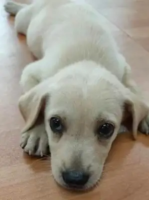I thought I raised a labrado and then the dog changed! You're just a dog