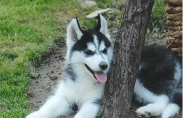 The next day he called and shouted, "Is this a dog