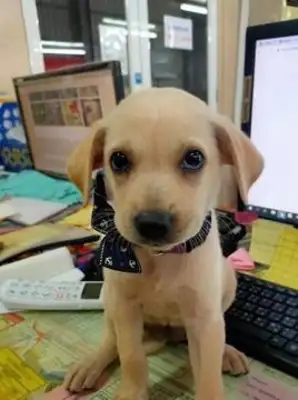 I thought I raised a labrado and then the dog changed! You're just a dog