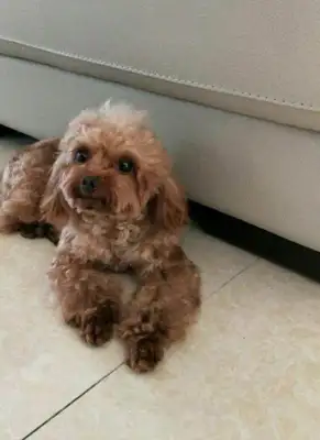 There's been an accident after Little Teddy left, and the girls can't control themselves when they hear the dog's tragedy