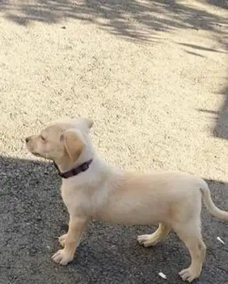I thought I raised a labrado and then the dog changed! You're just a dog