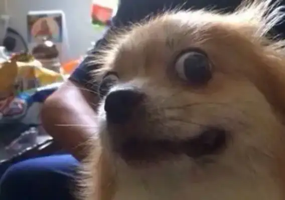 I didn't expect you to be such a heartless dog! The real dog's friend, the dog: Be careful