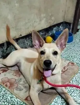 I thought I raised a labrado and then the dog changed! You're just a dog