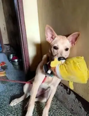 I thought I raised a labrado and then the dog changed! You're just a dog