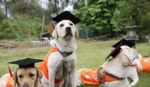 Guangzhou's first guide dogs are on duty, and the subway will see them later