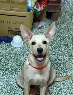 I thought I raised a labrado and then the dog changed! You're just a dog