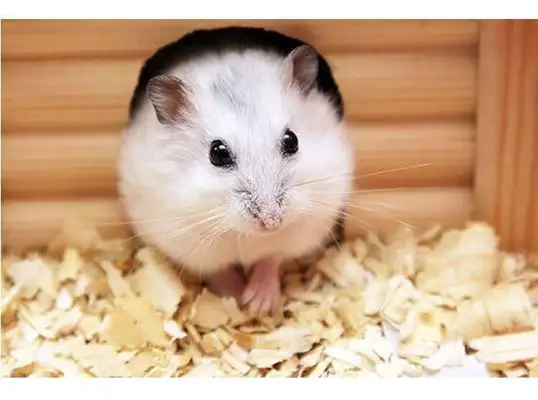Hamster's wet tail symptoms, mostly these