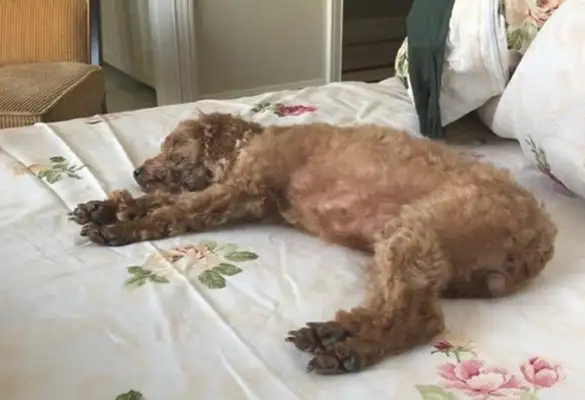 I didn't expect you to be such a heartless dog! The real dog's friend, the dog: Be careful