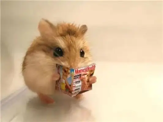 Hamster's wet tail symptoms, mostly these
